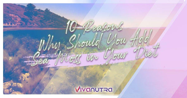 10 Reasons Why Should You Add Sea Moss in Your Diet - Viva Nutra